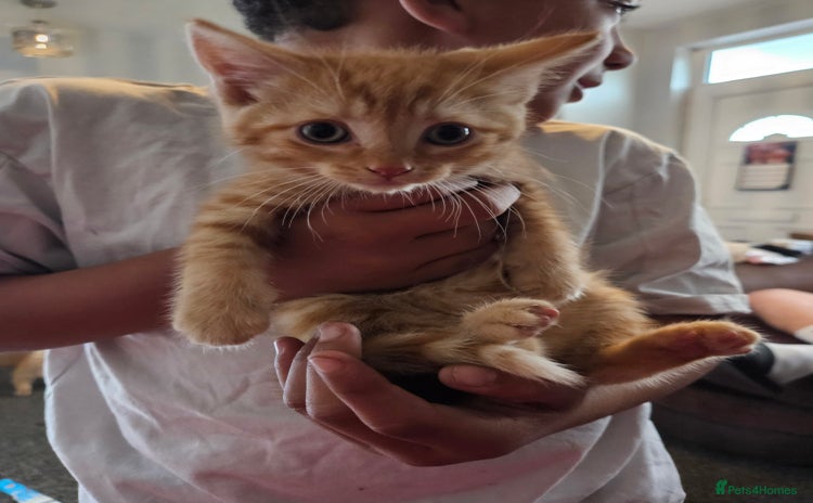 Domestic Shorthair cats - Advert 2