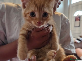 Domestic Shorthair cats - Advert 3