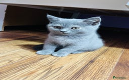 Scottish Fold cats for sale: Beautiful litter of Scottish fold  😍 - Image 31
