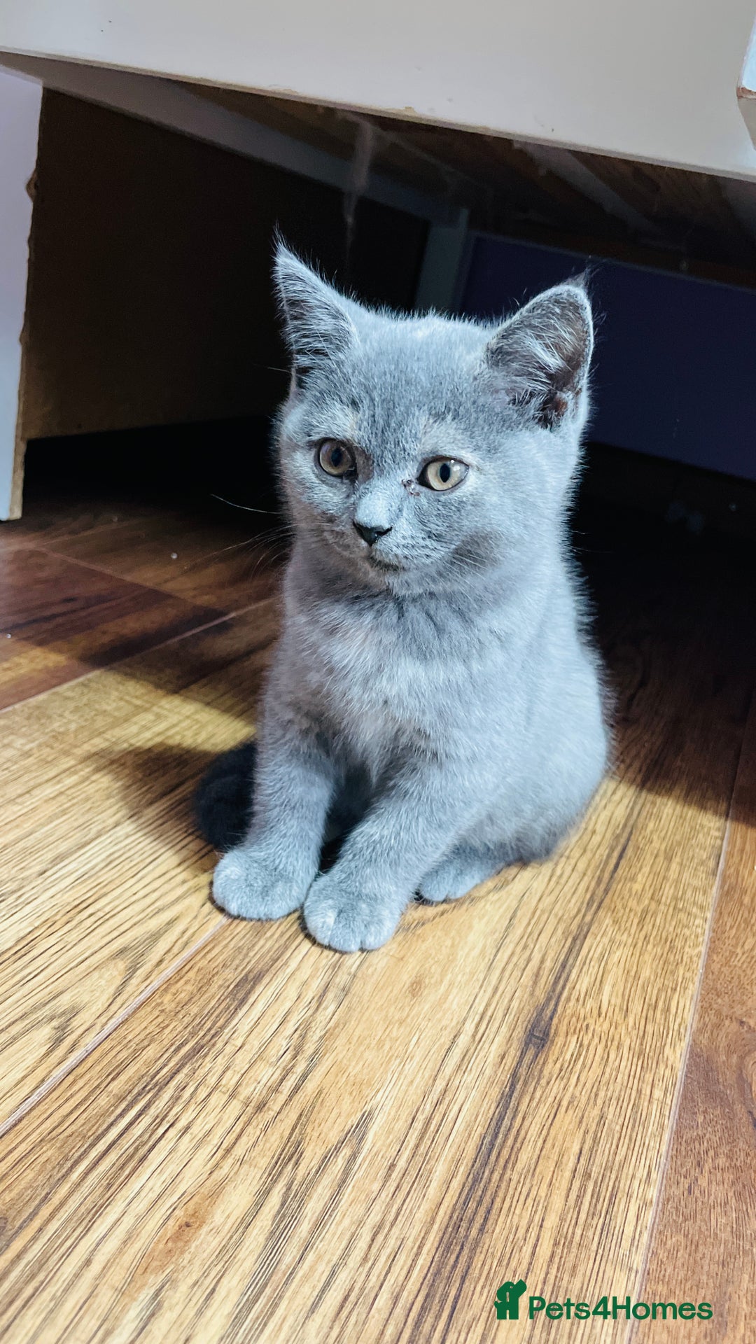 Scottish Fold cats for sale: Beautiful litter of Scottish fold  😍 - Image 31