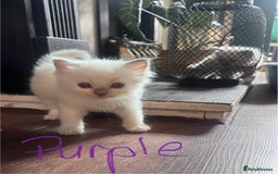 Ragdoll cats for sale: 7 stunning Ragdoll kittens for sale - Image 4