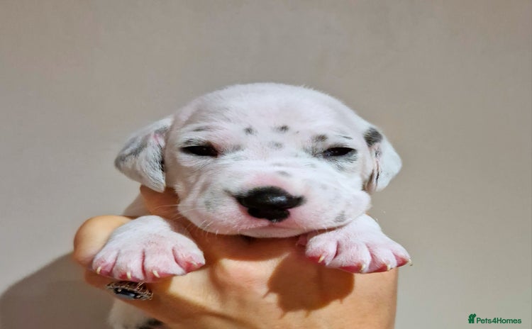 Dalmatian dogs **Beautiful litter of 11 KC Dalmatians** - Advert 4