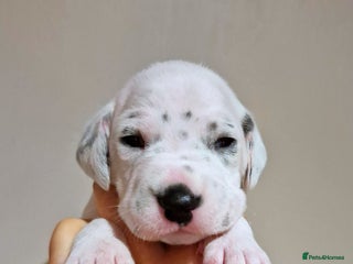 Dalmatian dogs **Beautiful litter of 11 KC Dalmatians** - Advert 16