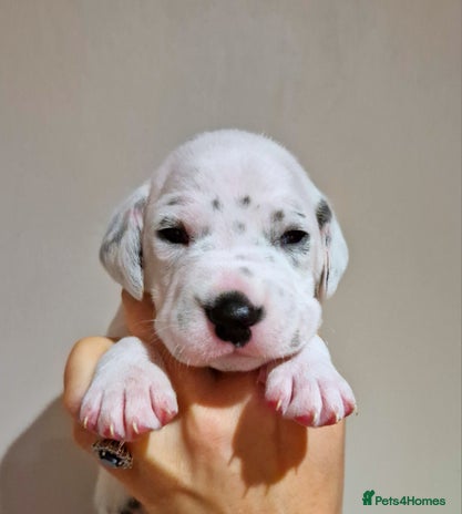 Dalmatian dogs **Beautiful litter of 11 KC Dalmatians** - Advert 4