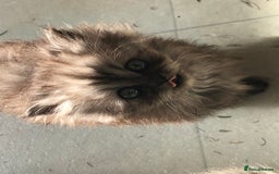 Persian cats for sale: Unique beautiful Persian kittens  - Image 4