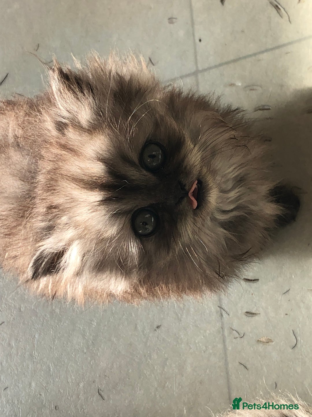 Persian cats for sale: Unique beautiful Persian kittens  - Image 4