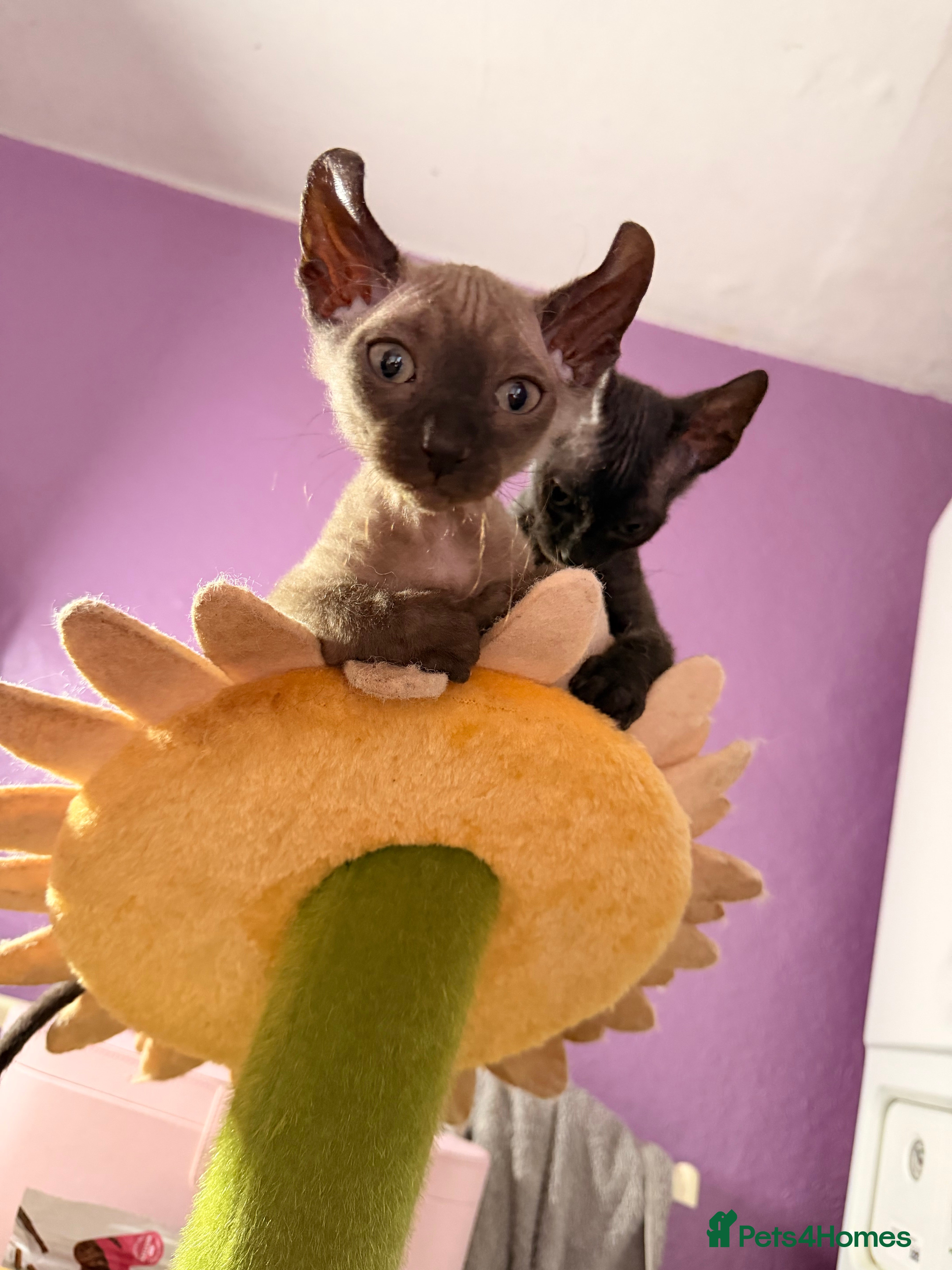 Sphynx cats 2 beautiful boys left 🐾🤎🖤 - Advert 14