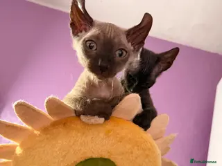 Sphynx cats 2 beautiful boys left 🐾🤎🖤 - Advert 11