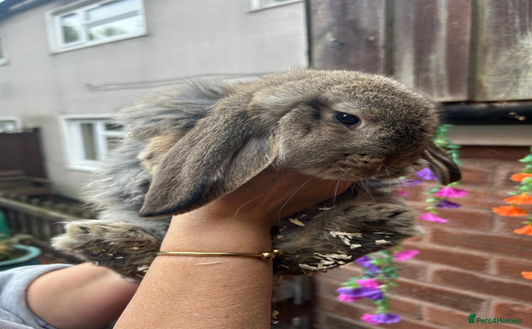 French Lop rabbits - Advert 8