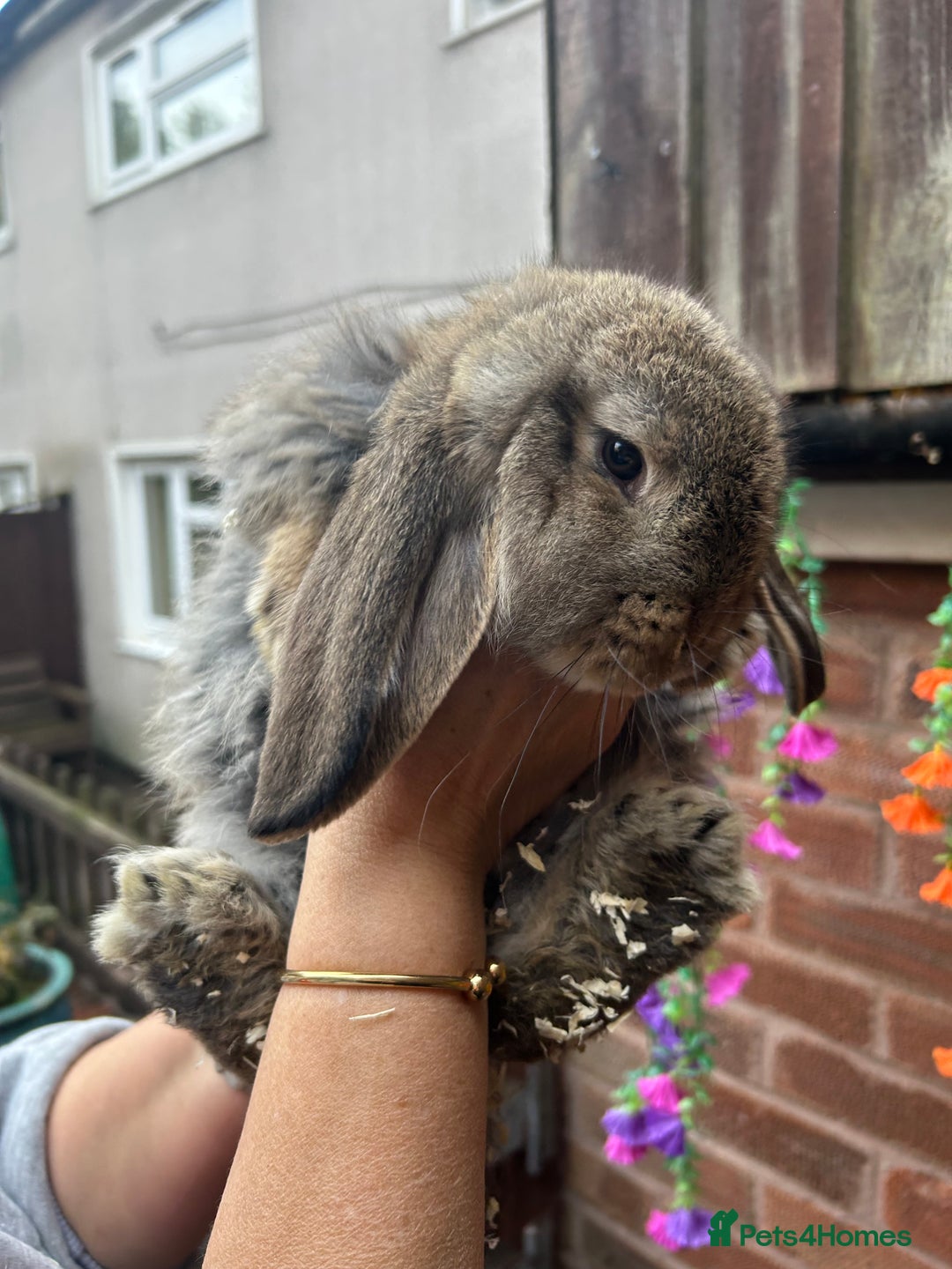 French Lop rabbits for sale: Pure French lop baby bunnies for sale  - Image 1