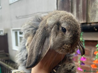 French Lop rabbits for sale - Advert 1