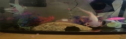 Other/Mixed Breed fish for sale: Axolotl’s for sale tank and all parts included  - Advert 2
