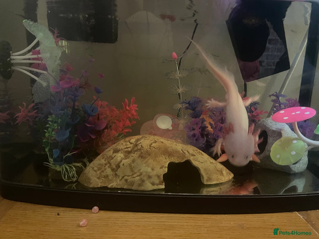Other/Mixed Breed fish for sale: Axolotl’s for sale tank and all parts included  - Advert 2