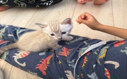 Bengal cats for sale: 3 beautiful bengal kittens - Image 4