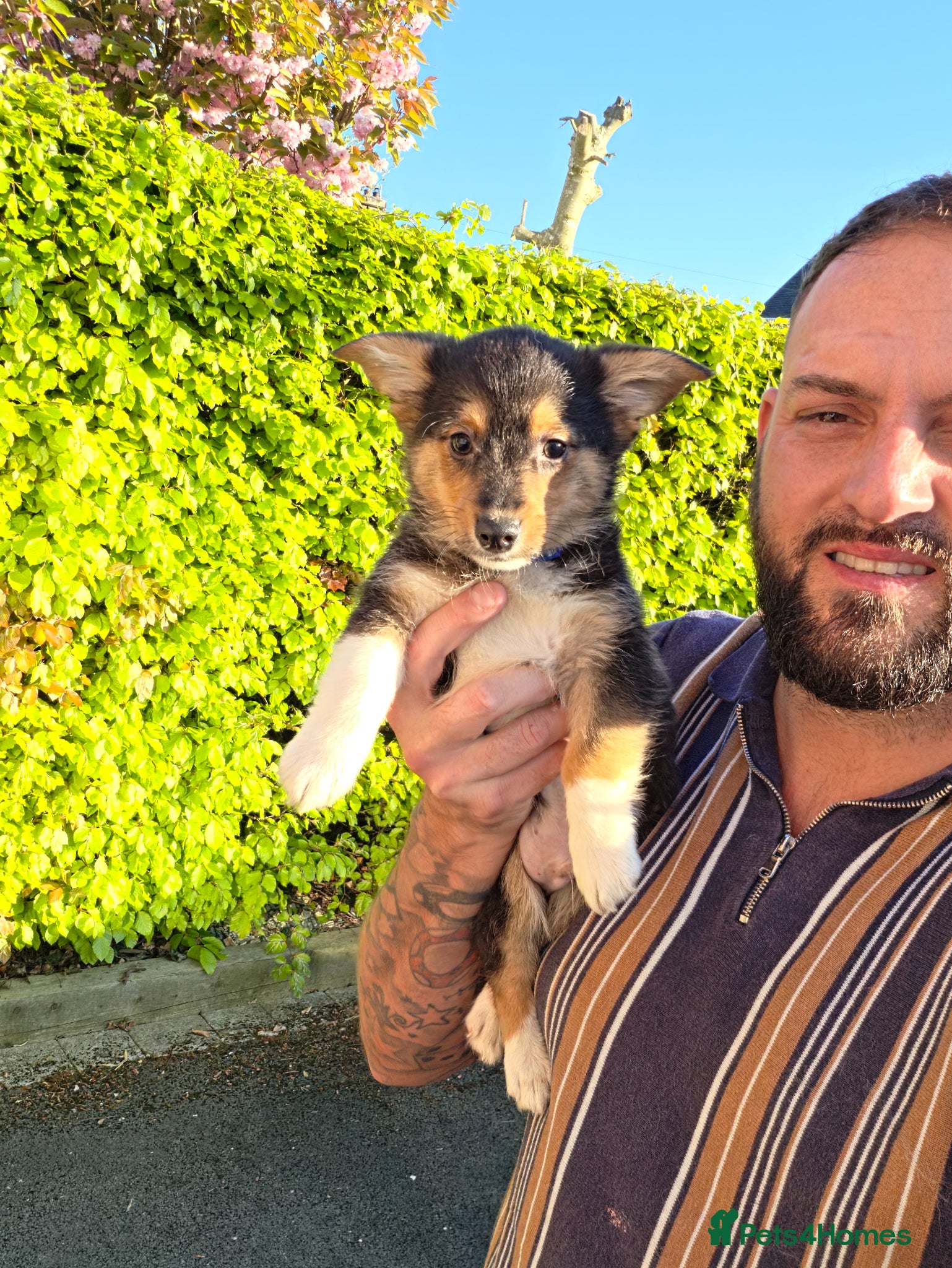 Mixed Breed dogs 1 boy left all alone 💙 REDUCED & ready to go!  - Advert 15