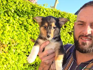 Mixed Breed dogs 1 boy left all alone 💙 REDUCED & ready to go! - Advert 15