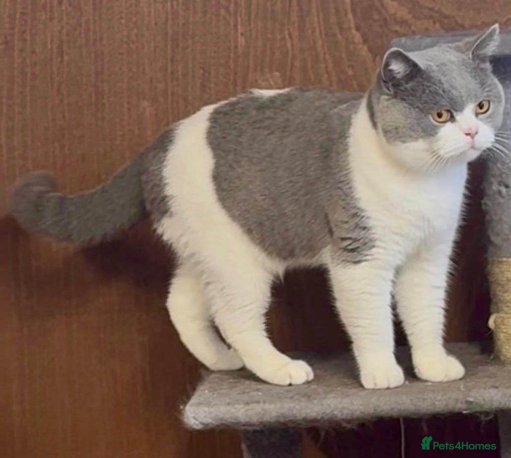 British Shorthair cats GCCF Non-active Champion bloodline Blue BICOLOR 💙 - Advert 2