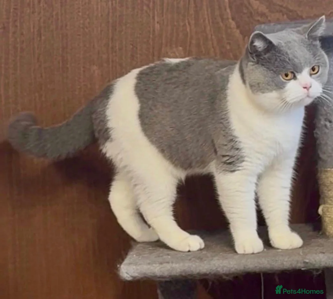 British Shorthair cats for stud: GCCF Non-active Champion bloodline Blue BICOLOR 💙 - Advert 1