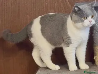 British Shorthair cats GCCF Non-active Champion bloodline Blue BICOLOR 💙 - Advert 2