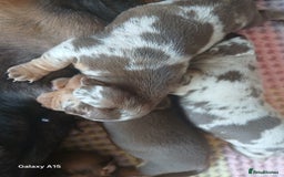 Miniature Dachshund dogs for sale: Minture dachshund puppies  - Image 12