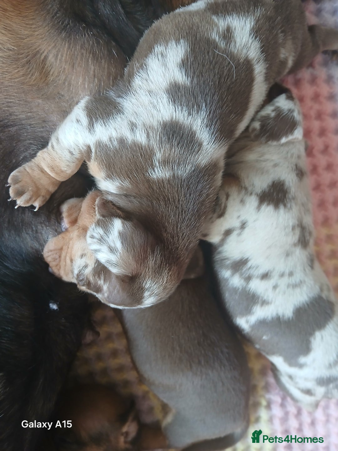 Miniature Dachshund dogs for sale: Minture dachshund puppies  - Image 12