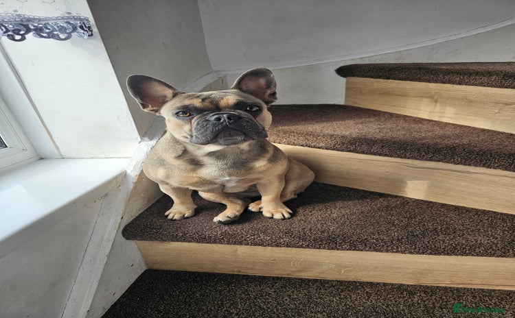 French Bulldog dogs - Advert 3