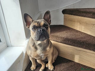 French Bulldog dogs - Advert 26