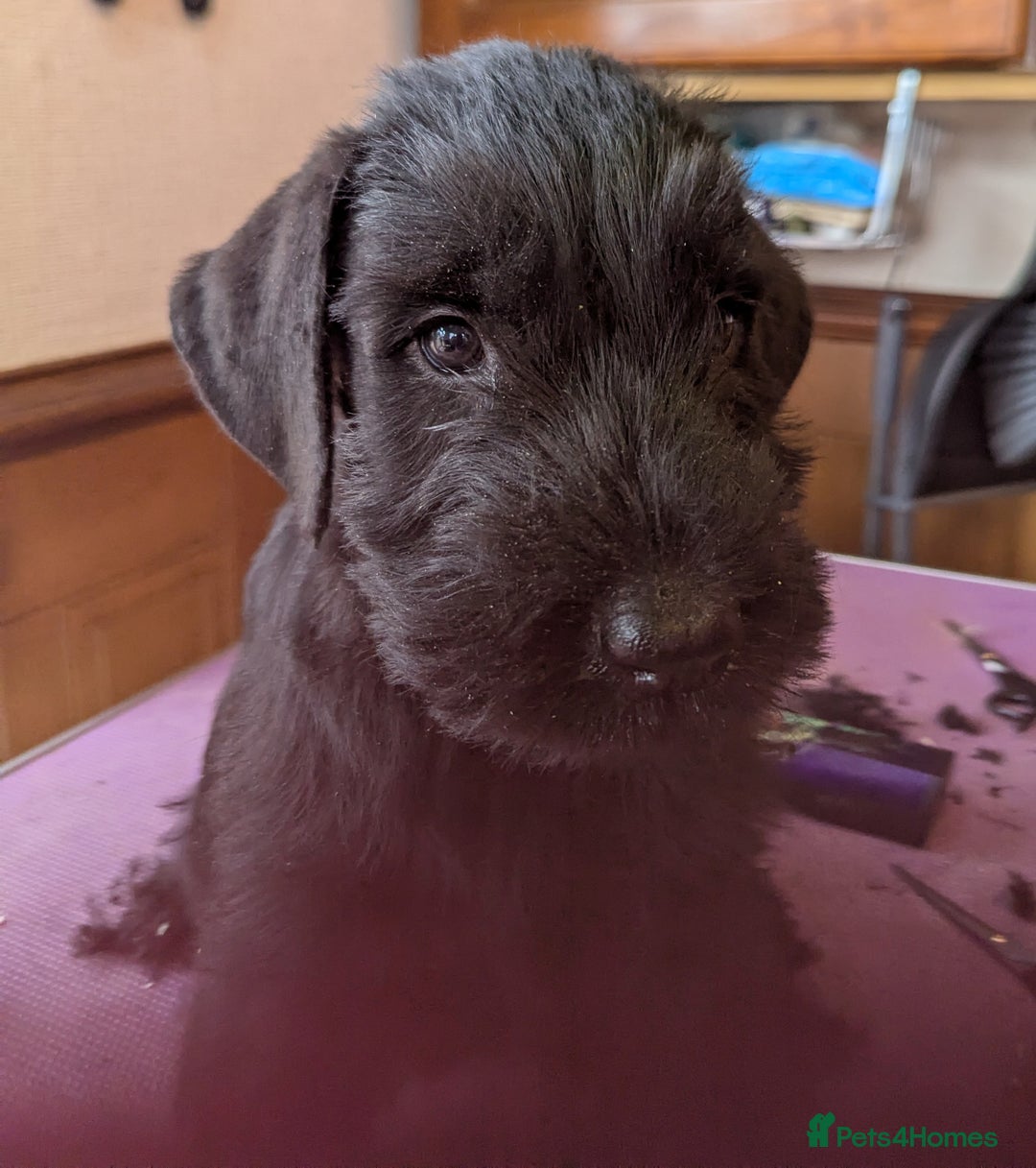 Giant Schnauzer dogs for sale: Health Tested Giant Schnauzer Pups Due 23rd August - Image 12