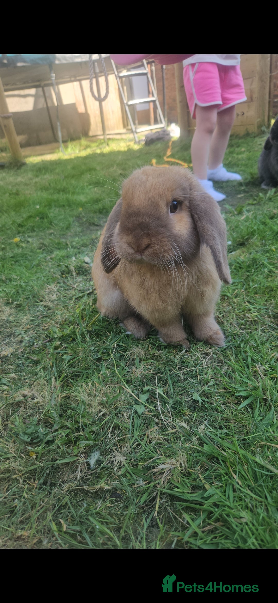 Mini Lop rabbits for sale: Two beautiful mini lop bunnies  - Advert 2