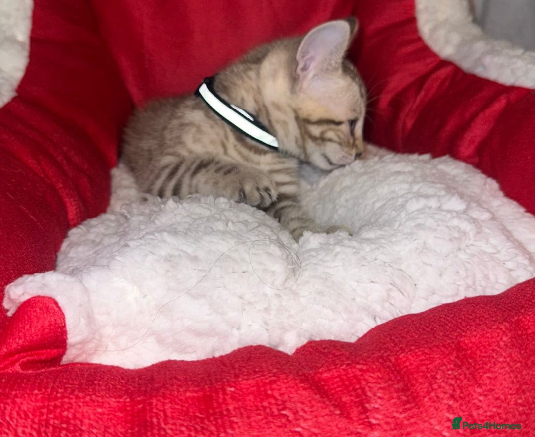 Bengal cats for sale: 🐆Bella's Bengals🐆 - Advert 35