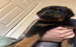 Rottweiler dogs for sale: **Ready To Leave** Chunky Rottweiler puppy  - Image 2