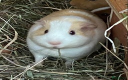 Guinea Pig rodents for sale: Gorgeous mix of baby piggies  - Image 7