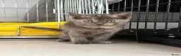 Scottish Fold cats for sale: 🐾 Beautiful Scottish Mix Kittens 🐾 - Advert 23