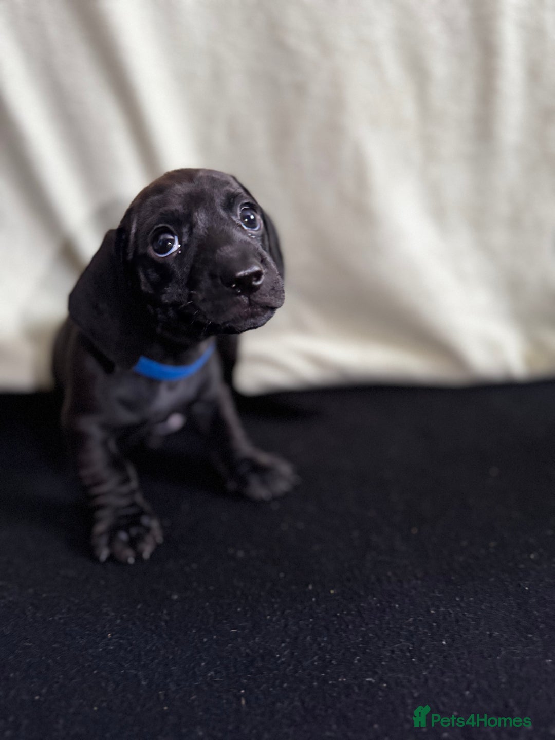 Dachshund dogs for sale: Miniature Dachshund Puppies  - Image 13