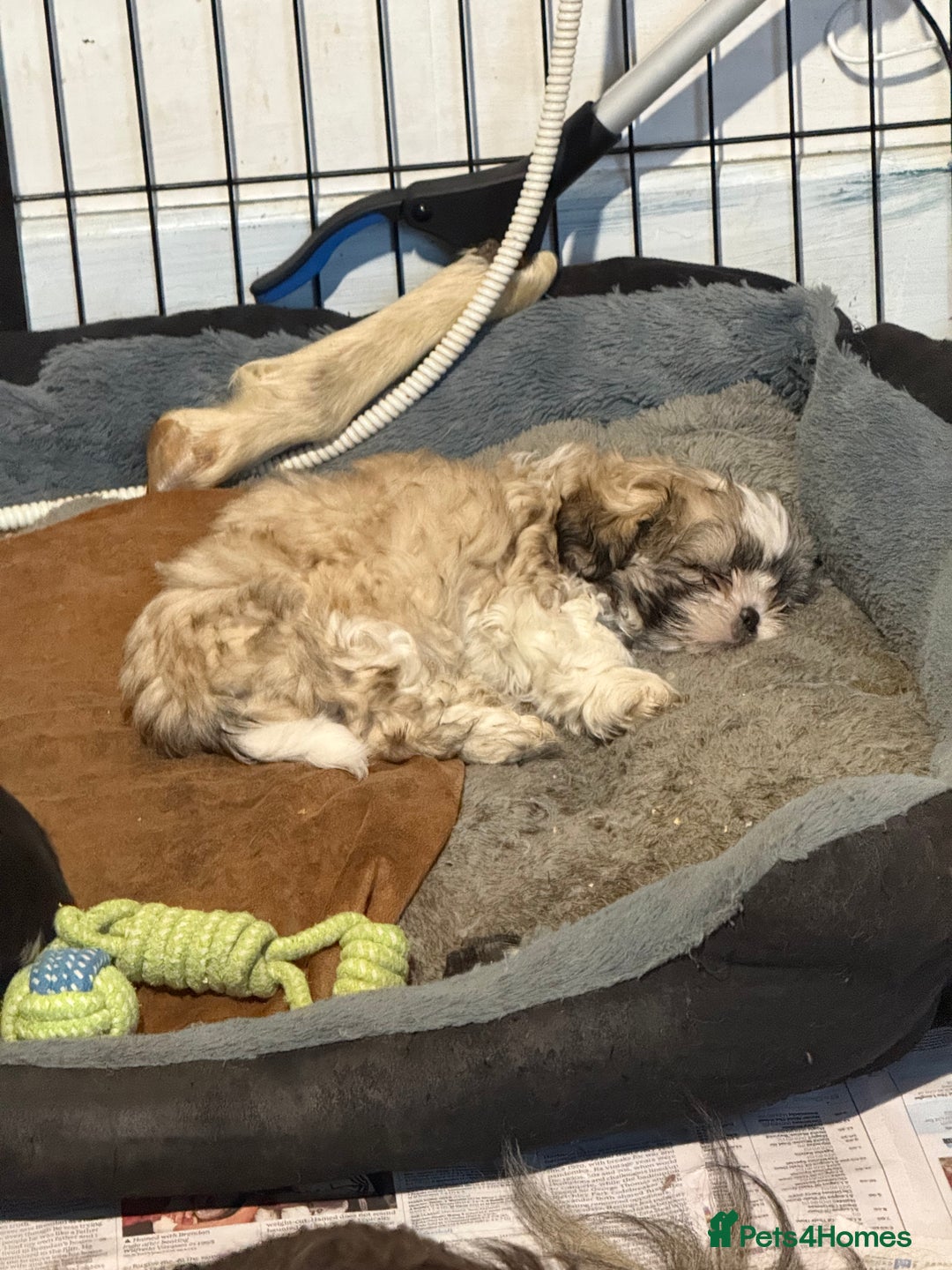 Shih Tzu dogs for sale: READY NOW …Special prices on pups POA  - Advert 35