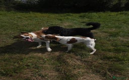 Brittany Spaniel dogs for adoption: Danny is a lovely  boy looking for the best home  - Image 11