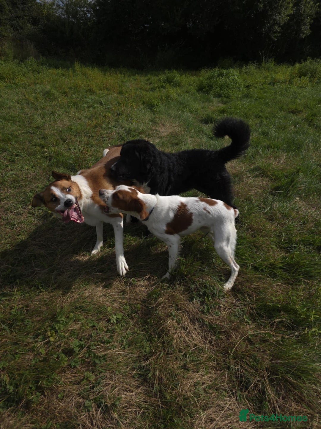 Brittany Spaniel dogs for adoption: Danny is a lovely  boy looking for the best home  - Image 11