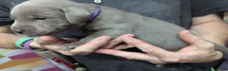 Labrador Retriever dogs for sale: Silver Labrador  - Advert 28