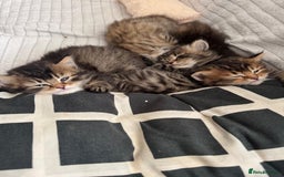 Scottish Fold cats for sale: 5 British Longhair and Scottish Straight kittens  - Image 23