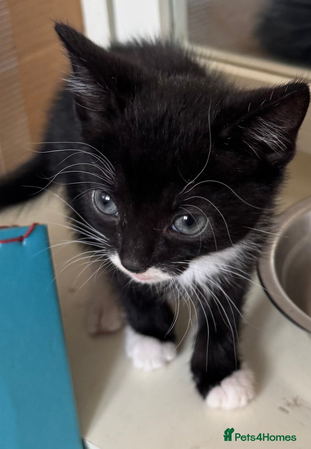 Mixed Breed cats for sale: 3x tuxedo 1x all black kittens - Image 19