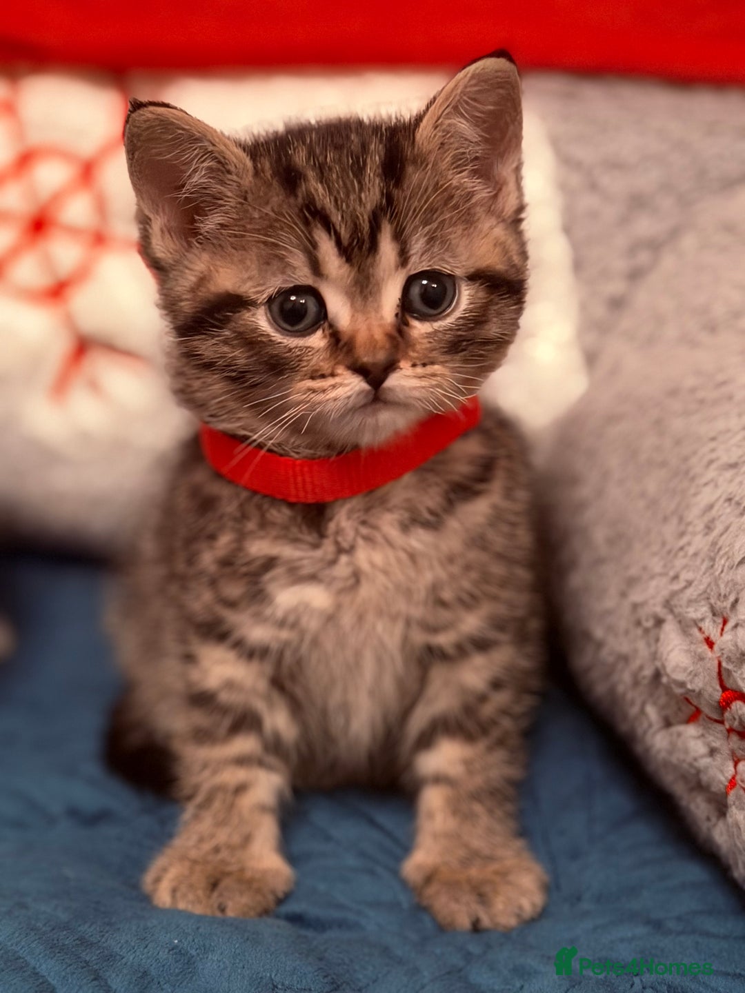 British Shorthair cats for sale: Beautiful British Tabby with Father Pedigree  - Advert 2