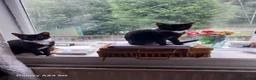 Mixed Breed cats for sale: Mixed breed in Rossendale - Advert 2