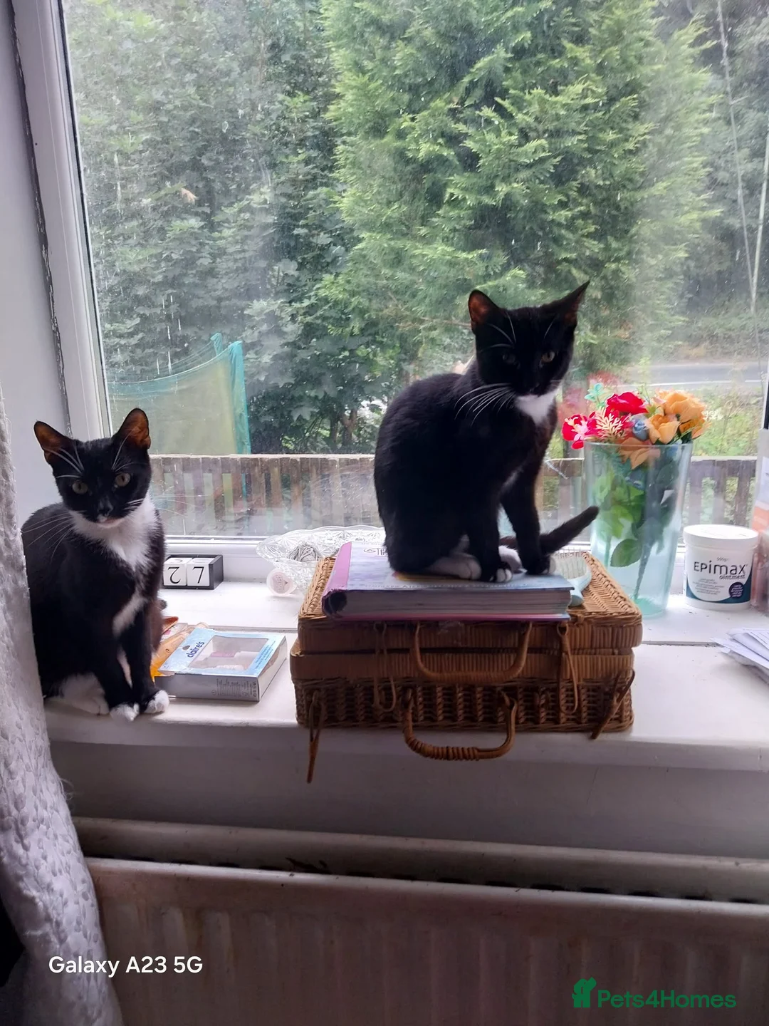Mixed Breed cats for sale: Mixed breed in Rossendale - Advert 2