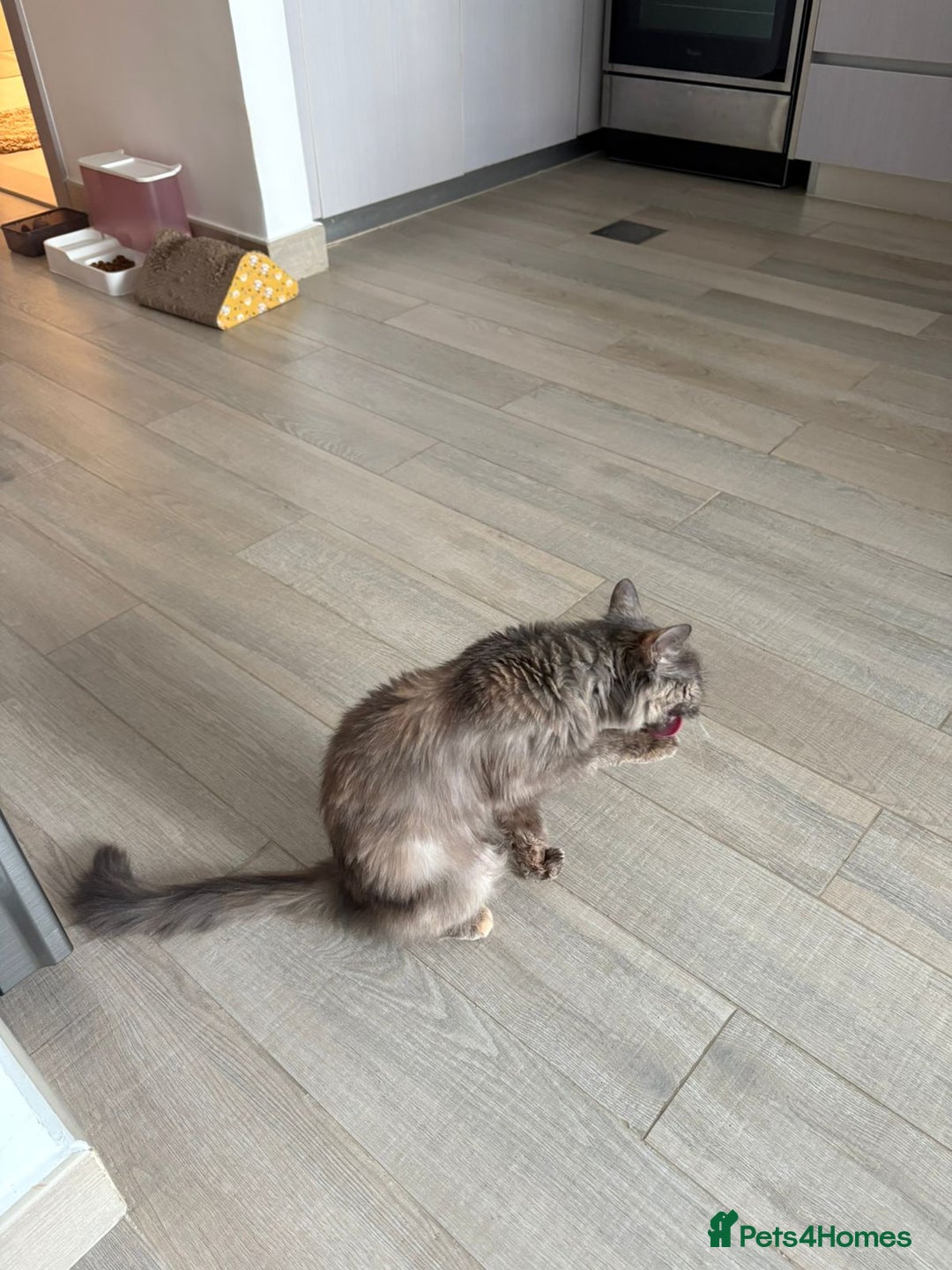 Mixed Breed cats for adoption: LILLI MIC PERSIAN GIRL SPAYED CALM AFFECTIONATE  - Advert 6