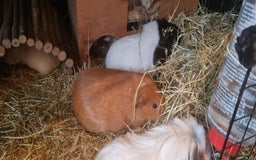 Guinea Pig rodents for sale: Female Guinea Pig Duo for Rehoming  - Image 4