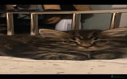 Persian cats for sale: Half Persian Ragdoll Kitten  - Image 5