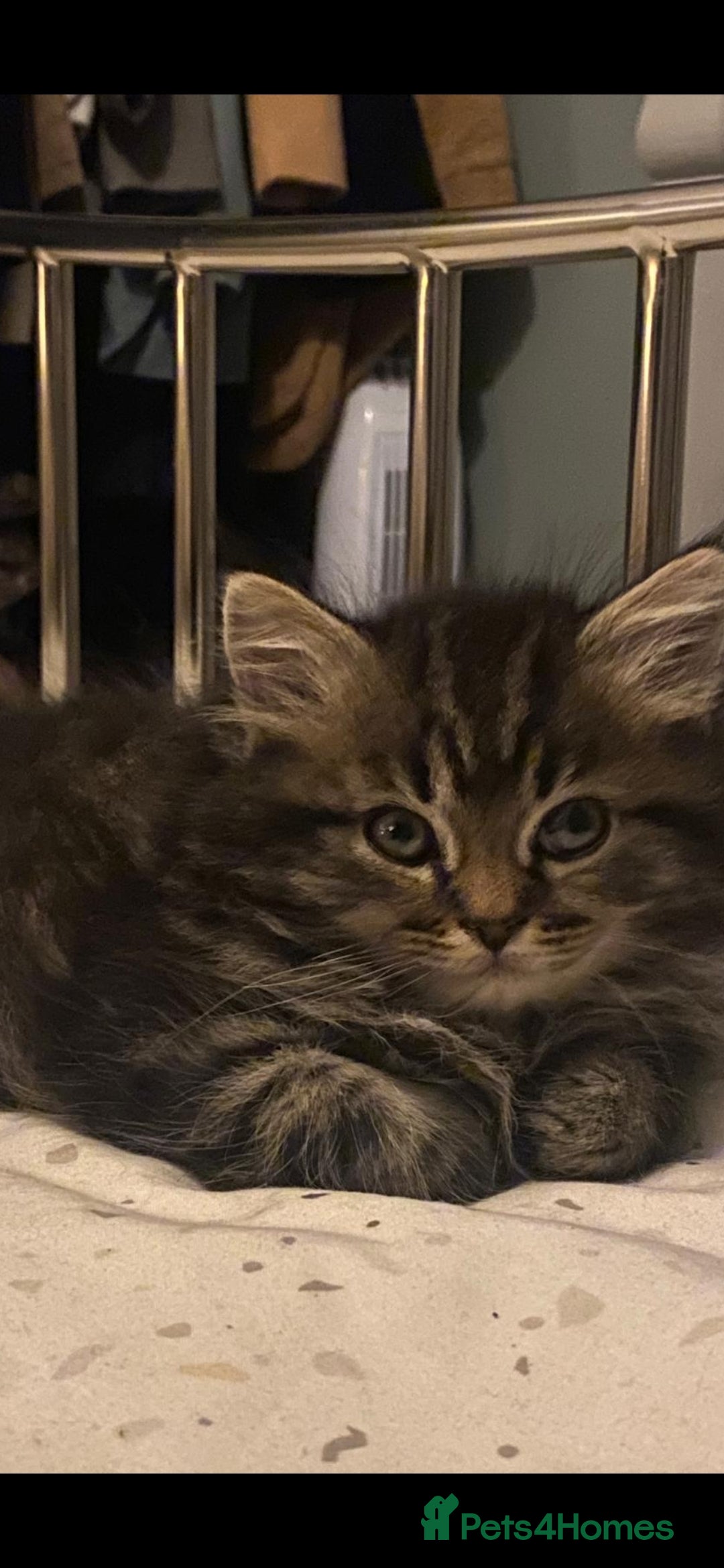 Persian cats for sale: Half Persian Ragdoll Kitten  - Image 5