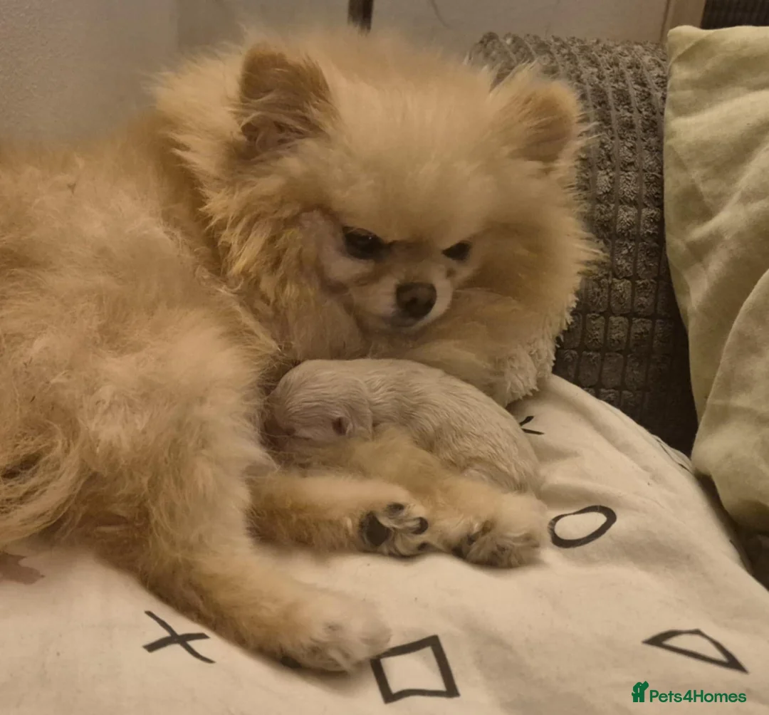 Pomeranian dogs for sale: Tiny Pomeranian girl based in Boston area - Advert 6