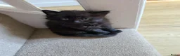 Mixed Breed cats for sale: Two black male kittens for sale  - Advert 7