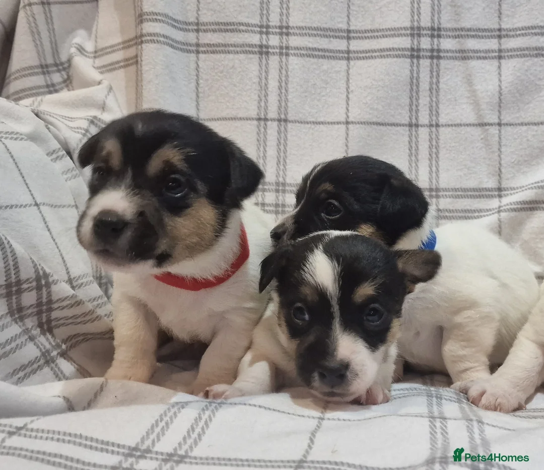 Jack Russell dogs for sale: Stunning Jack Russells, DNA health tested parents - Advert 3